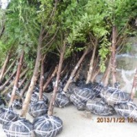 南方紅豆杉30公分量6公分