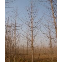 供應(yīng)山東銀杏樹(shù)，銀杏種子