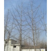 供應(yīng)15公分銀杏樹
