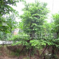 出售紅花羊蹄甲