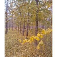 基地供應(yīng)銀杏樹