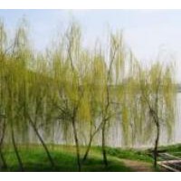 【柳樹】山西金絲垂柳、旱柳、3公分柳樹、5公分柳樹供應(yīng)