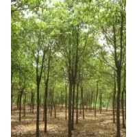 本人供應(yīng)各類(lèi)苗木，香樟，大葉女貞，紫薇，紅葉李，廣玉蘭，紅葉