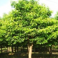 2013年香新園林大量供應(yīng)：10-90公分野生香樟