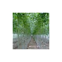 供椿樹，毛白楊，１０７楊法桐，國槐，欒樹，白蠟，柳樹等苗木