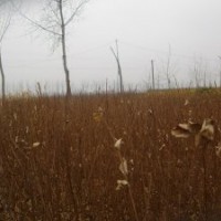 規(guī)格全質(zhì)量好當(dāng)年生紫薇苗速生紫薇苗批發(fā)價(jià)格紫薇苗基地