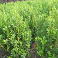 供應(yīng)小葉黃楊，小葉黃楊價(jià)格，小葉黃楊基地
