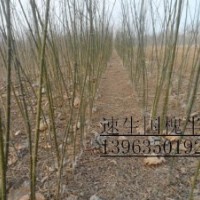 【售】毛白楊＼１０７楊＼國槐＼法桐＼白蠟＼千頭椿＼柳樹等