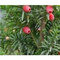 大量供應(yīng)各種苗木紅豆杉,苗,盆景