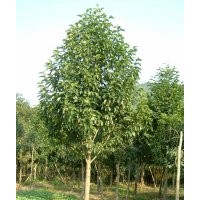 大葉女貞，紫葉李，海棠，櫻花等苗木出售