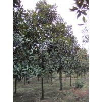 供應(yīng)廣玉蘭 成都綠化苗木廣玉蘭