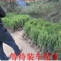 江蘇龍柏黃楊冬青江蘇苗木紫薇