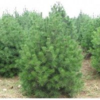 山西運(yùn)城供應(yīng)專業(yè)白皮松