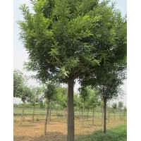 國槐樹供應(yīng)15-20公分大國槐另有國槐小苗