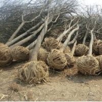 國(guó)槐價(jià)格 國(guó)槐報(bào)價(jià)價(jià)格