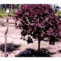 欒樹(shù)、五角楓、銀杏、法桐、白蠟