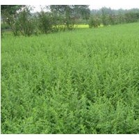 本場(chǎng)低價(jià)出售叢生紫荊.叢生紫薇.叢生木槿.叢生榆葉梅.