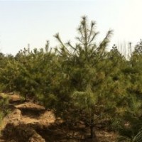 供應(yīng)華山松