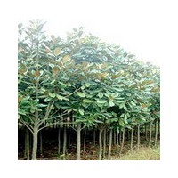 供應(yīng)1-60公分辛夷、杜仲、五角楓、黃櫨、臭椿、香椿、山茱萸