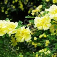 供應(yīng)頂級黃刺玫,碧桃,迎春花