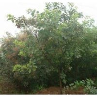 供應(yīng)黃櫨,金銀木,平枝荀子