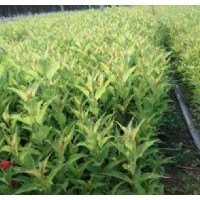 供應(yīng)廊坊槿帶