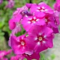 出售最易成活的福祿考