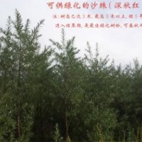 沙棘綠化苗供應(yīng)，可用于綠化
