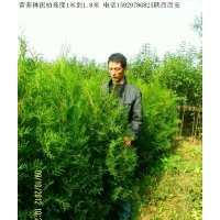 供應(yīng)營養(yǎng)缽側(cè)柏高度1.2米到1.8米