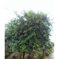 瀘州小葉榕，小葉榕行道樹，小葉榕