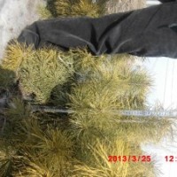 大齡苗圃出售樟子松容器苗20-60公分無燒塘爛根現(xiàn)象