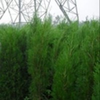 供應(yīng)側(cè)柏白皮松 油松 雪松 華山松