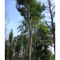 供應(yīng)成都樸樹