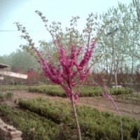 本場低價出售叢生紫荊.叢生紫薇.叢生木槿.