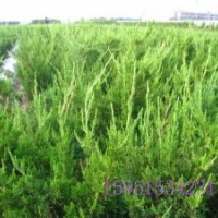 鋪地柏//龍柏球//小葉黃楊