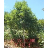 天竺桂10公分起,0.8元起