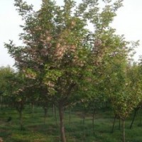 國(guó)槐價(jià)格8公分裸根定桿國(guó)槐價(jià)格