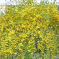 供應(yīng)頂級迎春花 茶藨子 八仙花 千屈菜