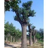 盛源廣通綠化苗木 速生國槐 大規(guī)格國槐