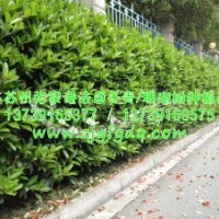 1.5米、1.6米、1.8米法國(guó)冬青大量?jī)?yōu)惠供應(yīng)中