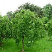 河南省安陽市國槐、陜西省西安市國槐、遼寧省大連市國槐
