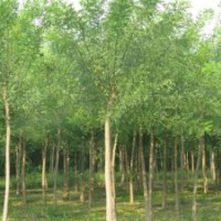 供應(yīng)優(yōu)質(zhì)白蠟（6-18公分）