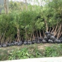 供應(yīng)數(shù)十萬株地徑6到12公分的紅豆杉綠化樹