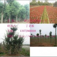 湖北苗木三角楓,紅葉石楠,對(duì)節(jié)白蠟