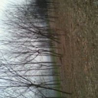 哪里國(guó)槐樹便宜