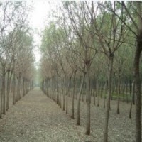 陜西最新國(guó)槐報(bào)價(jià)