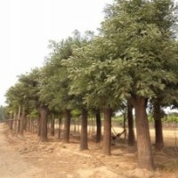 最新國(guó)槐價(jià)格