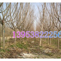 山東櫻花價格/山東櫻花價格表/山東櫻花最新市場價格