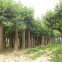 常青苗木基地供應(yīng)大規(guī)格國槐