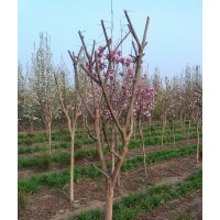 諸城小高樂埠苗圃現(xiàn)貨信息櫻花,速生法桐,獨桿木槿